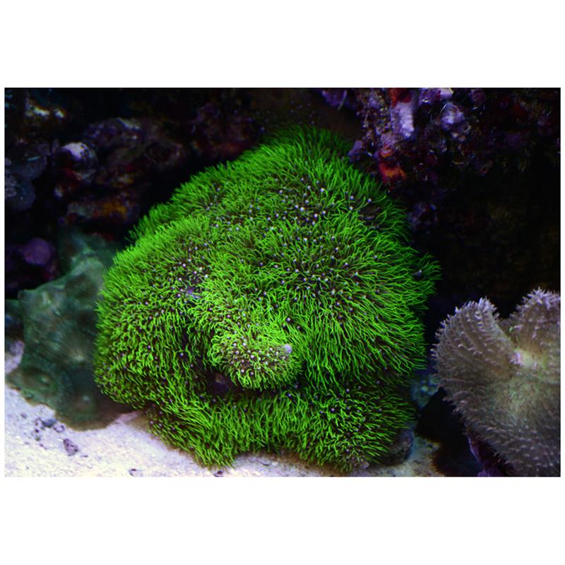 Coral Briareum sp. verde FRAG M - imagine 4